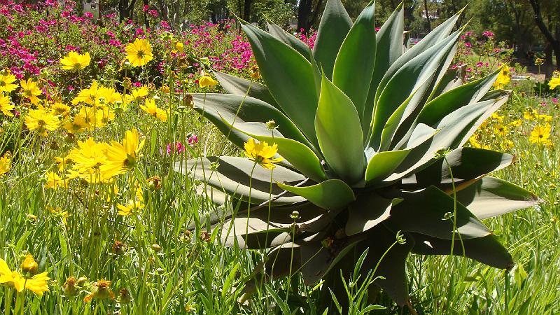 Arequipa Steves (1).JPG